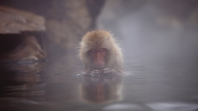 Снежные обезьяны Японии 2012 (21 фото)