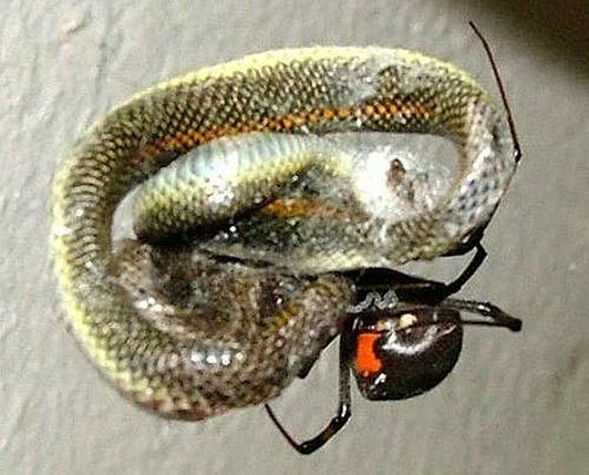 В Южной Африке паук поймал и съел... змею (4 фото)