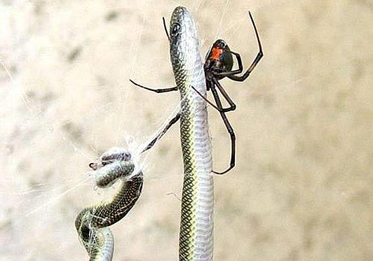В Южной Африке паук поймал и съел... змею (4 фото)
