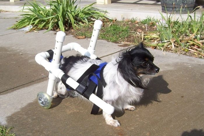 Собаки инвалиды