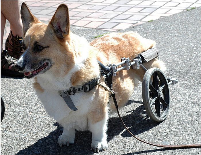 Собаки инвалиды