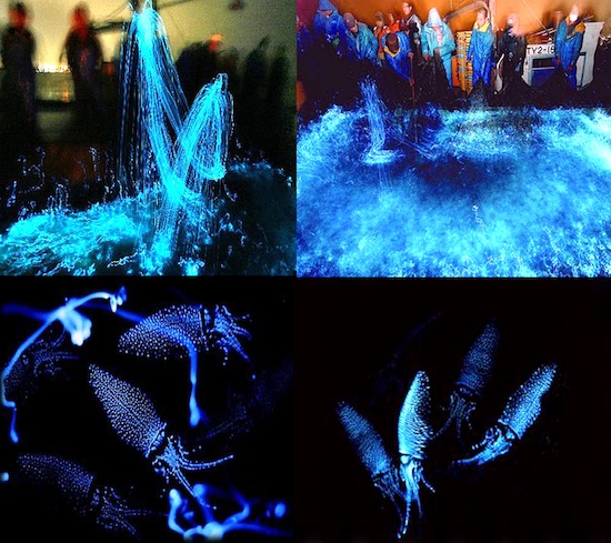 Существуют кальмары с ярко-голубой «подсветкой»