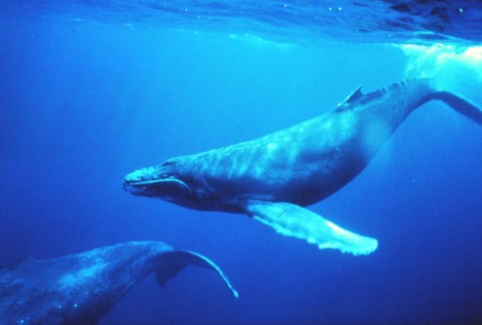 Синий кит - самое большое существо на земле (12 фото)