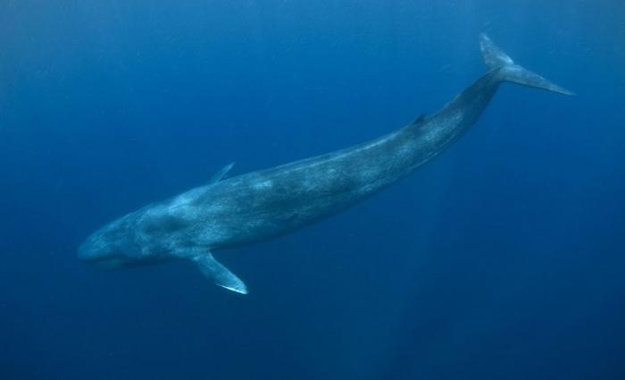 Синий кит - самое большое существо на земле (12 фото)