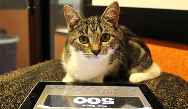 Австралийский студент разработал видеоигры специально для кошек (3 фото + видео)
