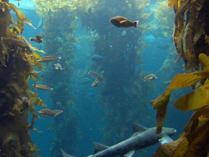 Подводный лес из водорослей