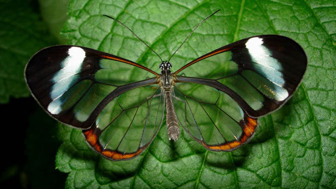 Прозрачная бабочка