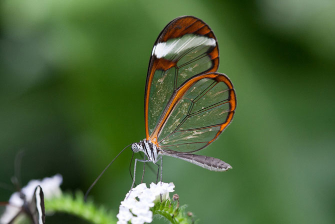 Прозрачная бабочка