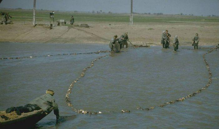 Добыча черной икры во второй половине XX века (20 фото)