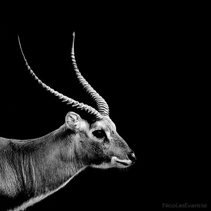 Черно белые фото животных