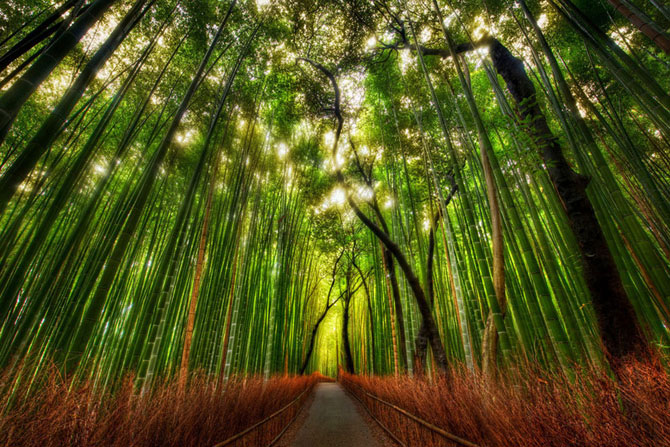 Бамбуковый коридор