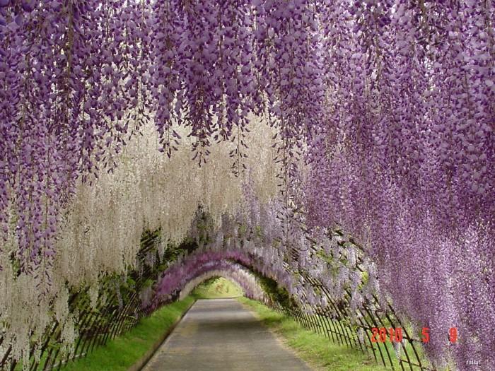 Потрясающий тоннель из цветов (8 фото)