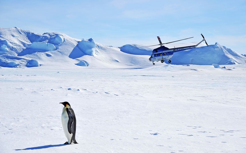 Пингвины в Антарктике (17 фото)