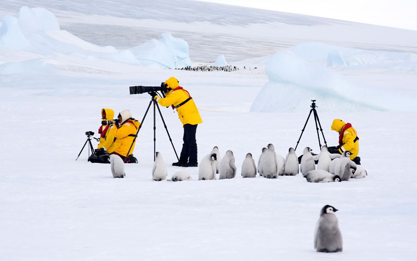 Пингвины в Антарктике (17 фото)