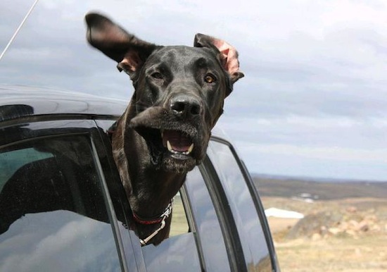 Собаки высовывают голову в окно автомобиля при движении из-за запахов