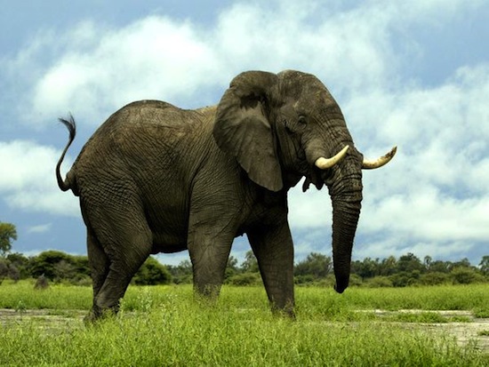 Пенис слона такой большой, что может использоваться в качестве пятой ноги