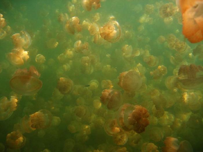 Озеро медуз (14 фото + текст)