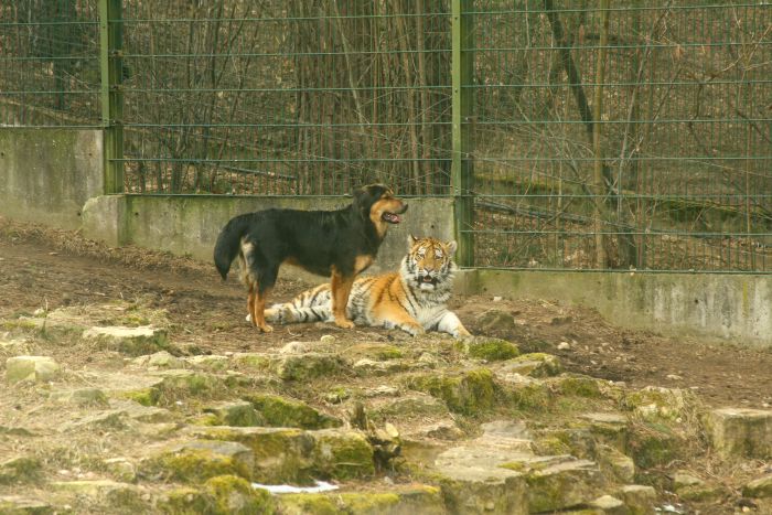 В гости к тигру (20 фото)