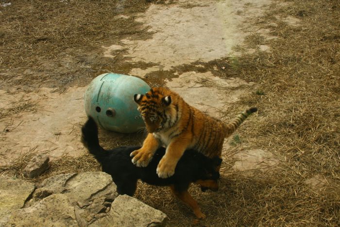В гости к тигру (20 фото)