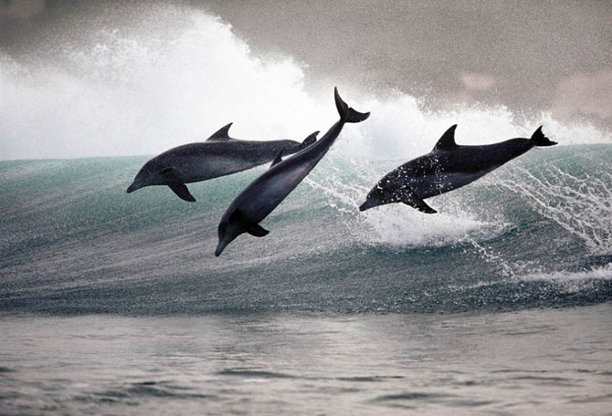 Игры дельфинов