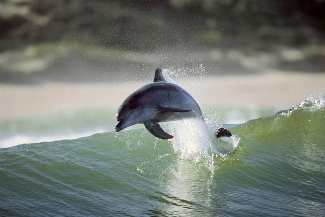 Игры дельфинов