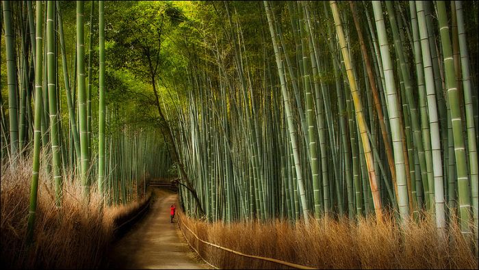 Бамбуковый лес у города Киото