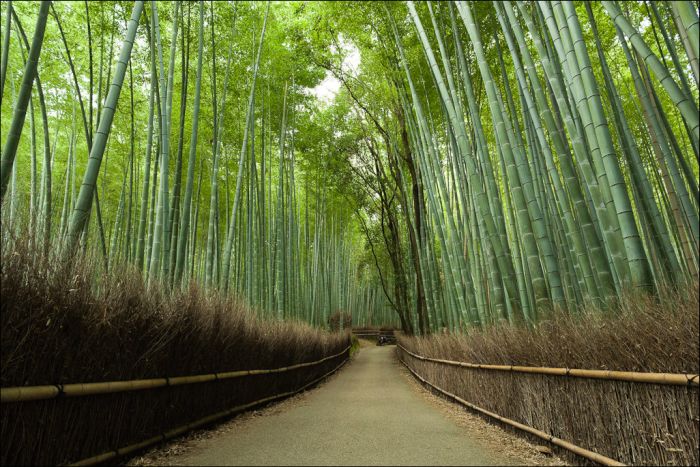 Бамбуковый лес у города Киото