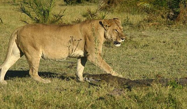 Львы наказали аллигатора (9 фото)