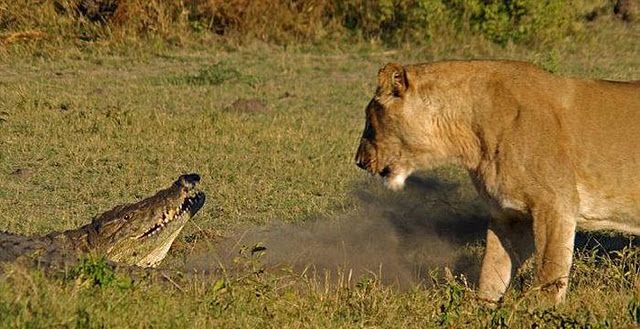 Львы наказали аллигатора (9 фото)