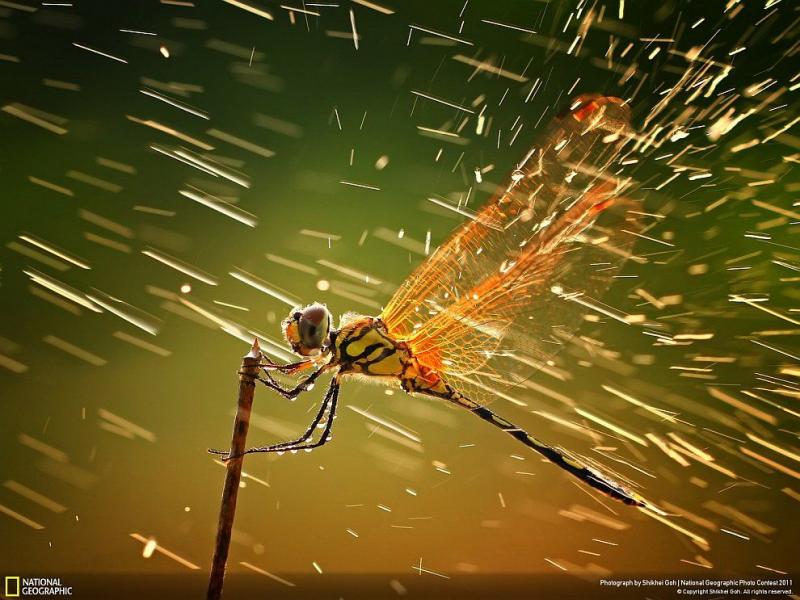 Победители конкурса фотографии National Geographic 2011 (11 фото)