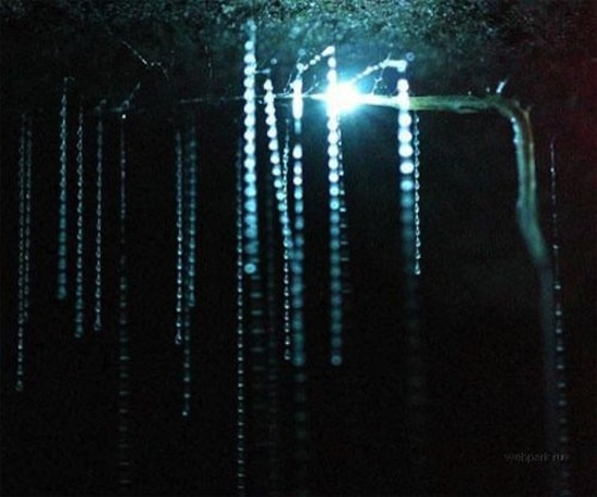 В пещерах Вайтомо живут тысячи светлячков, создающих потрясающий эффект «звёздного неба» (6 фото + текст)