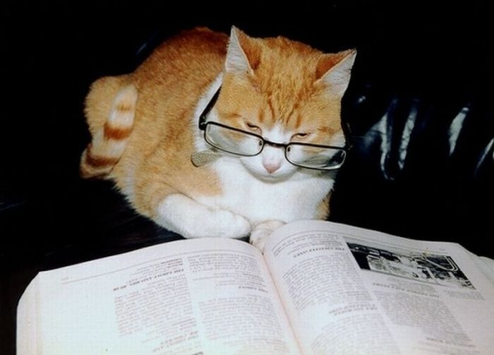 Ученый кот (18 фото)