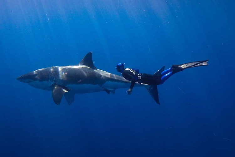 Дружелюбные акулы (8 фото)