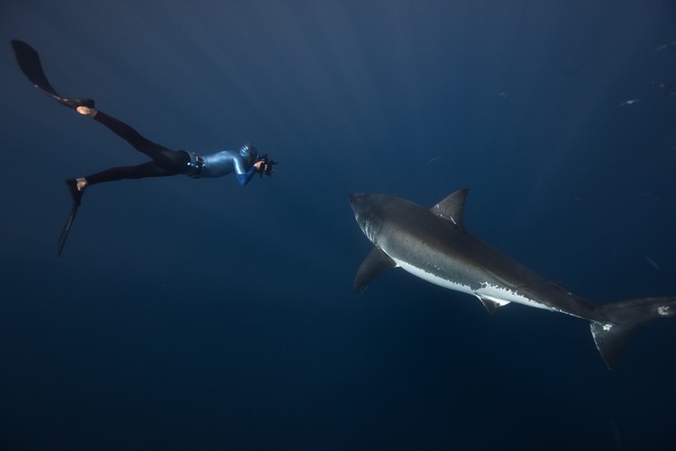 Дружелюбные акулы (8 фото)
