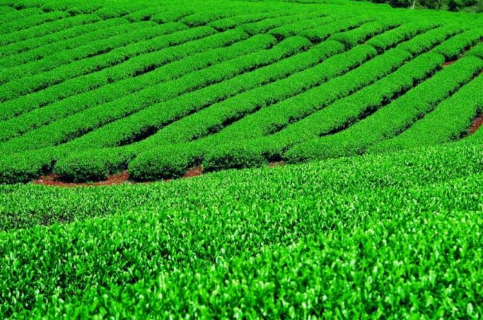 Чайные плантации в фотографиях (20 фото)