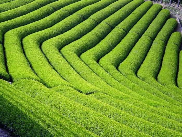 Чайные плантации в фотографиях (20 фото)