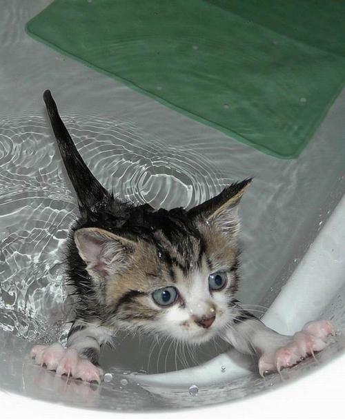 Коты и ванная (19 фото)