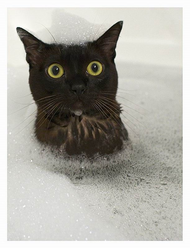 Коты и ванная (19 фото)