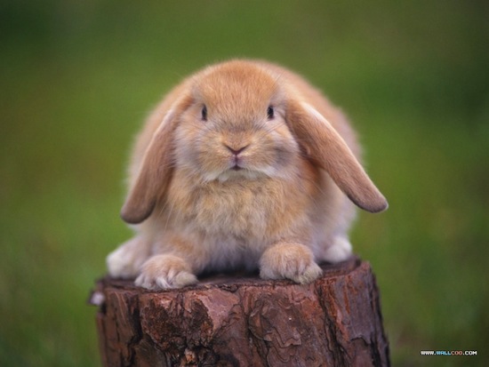 7 фактов о кроликах