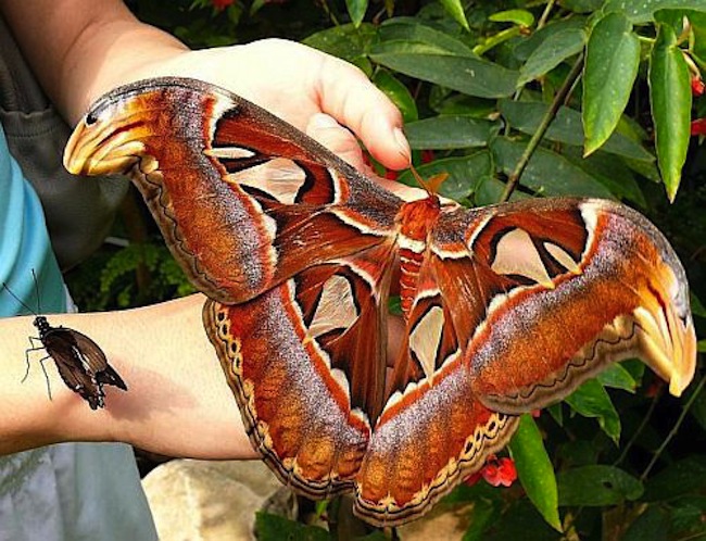 Тайская бабочка павлиноглазка (3 фото)