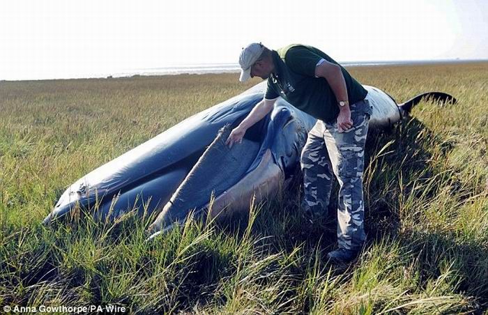 Мертвый кит в степях Англии (3 фото)