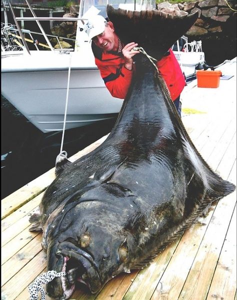 В Норвегии поймали самого большого Атлантического палтуса в мире (3 фото)