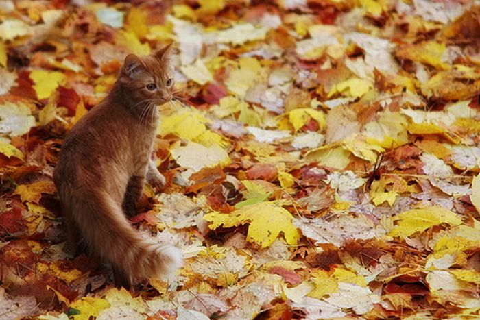 Коты и осень (20 фото)