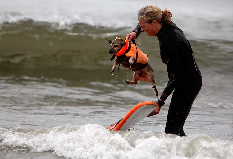 Соревнование по собачьему серфингу (15 фото)