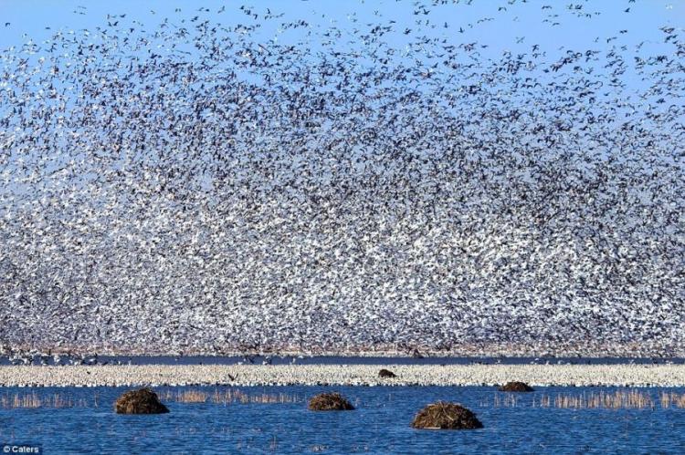 Что такое миллион птиц (4 фото)