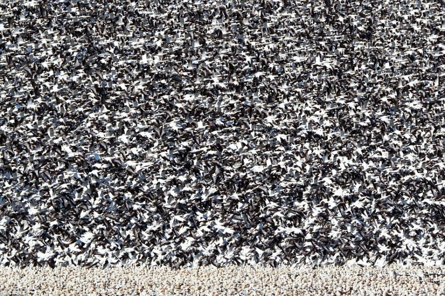 Что такое миллион птиц (4 фото)