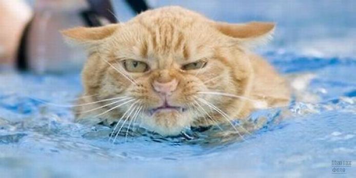 Плавающие кошки (17 фото)