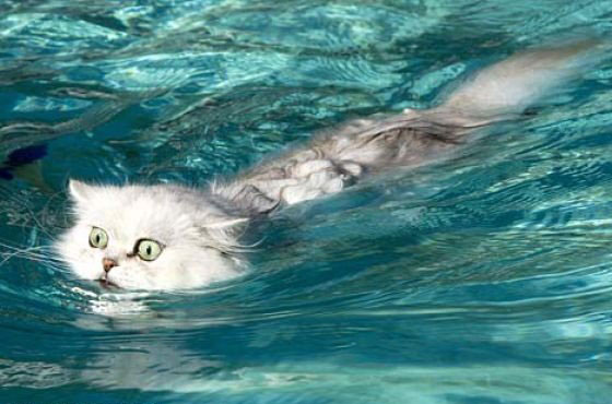 Плавающие кошки (17 фото)