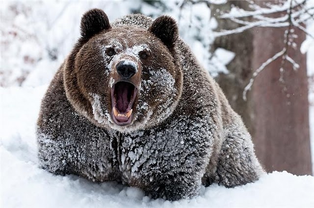 Весёлые развлечения медведей (17 фото)