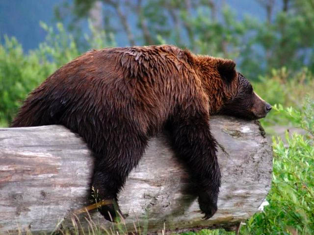 Весёлые развлечения медведей (17 фото)